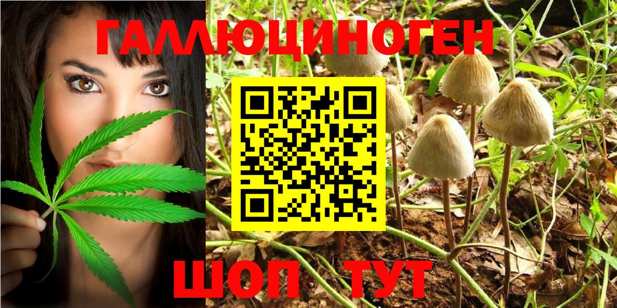 Галлюциногенные грибы Psilocybe Кашира